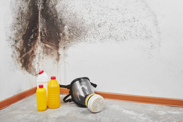 Professional Mold Removal in Athens, TN