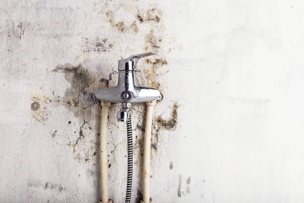 Best Mold Damage Repair  in Athens, TN