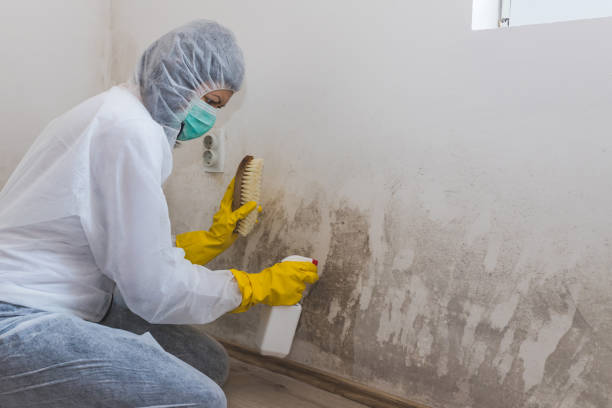 Best Toxic Mold Removal  in Athens, TN