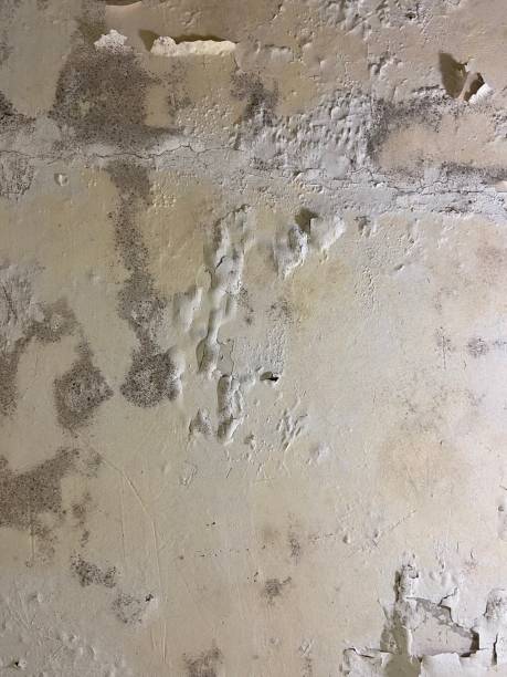 Best Office Mold Removal Services  in Athens, TN