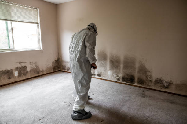 Best Certified Mold Removal  in Athens, TN