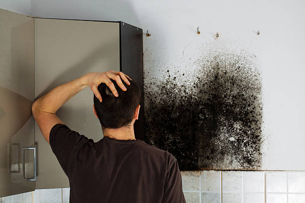 Best Fast Mold Removal  in Athens, TN