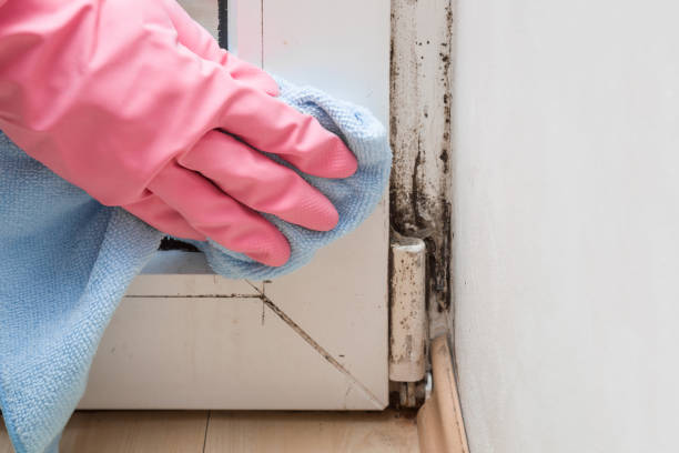 Best Mold Removal Process  in Athens, TN